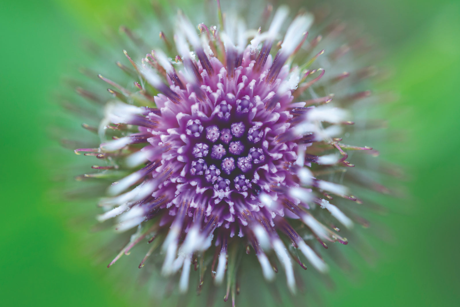 Bardane vue de dessus, ingrédient apaisant hygiène intime femmes
