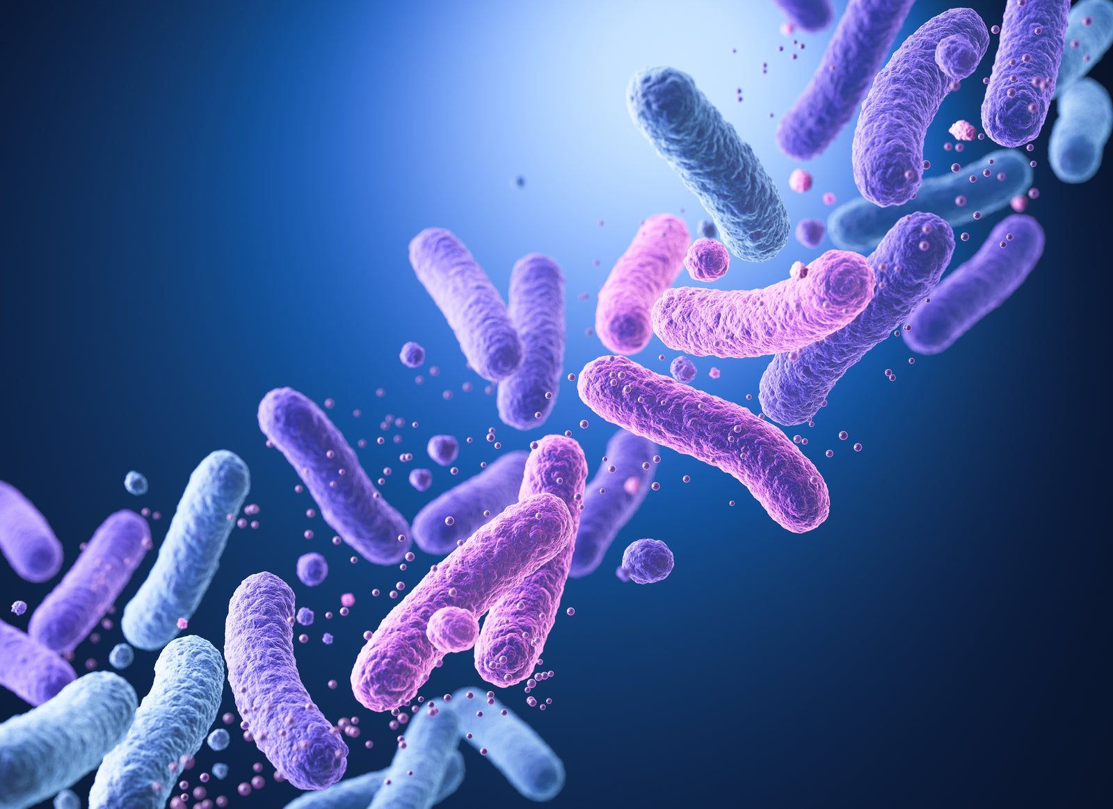 Bactéries microbiote vaginal flore intime équilibre santé femme