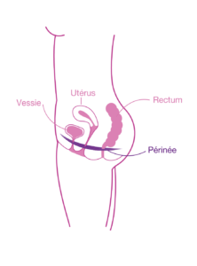 Schéma anatomie féminine périnée santé intime femmes