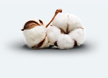 Image de coton Image de coton